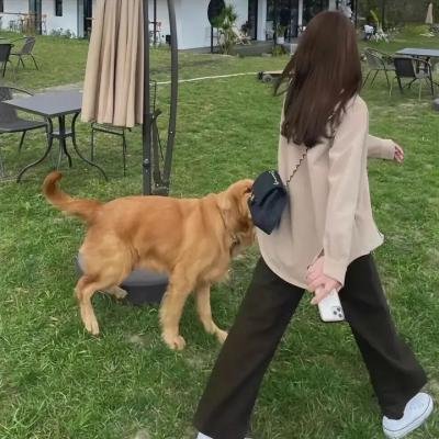 老鼠玛戈 在线观看